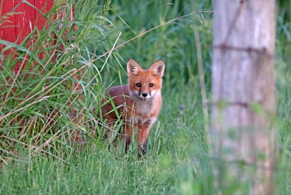 Adorable Fox Kit by Deb Oppermann